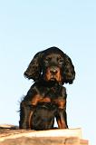 SETTER GORDON 007